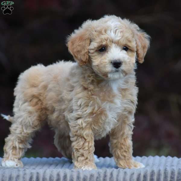 Beau, Bich-Poo Puppy